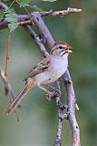 Rufous-winged Sparrowborder=